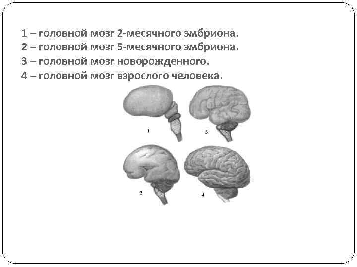1 – головной мозг 2 -месячного эмбриона. 2 – головной мозг 5 -месячного эмбриона.