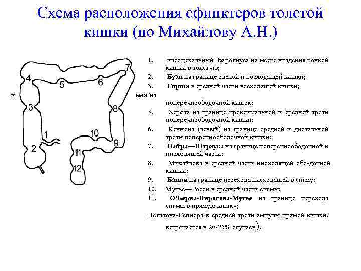 Схема расположения сфинктеров толстой кишки (по Михайлову А. Н. ) и 1. илеоцекальный Варолиуса