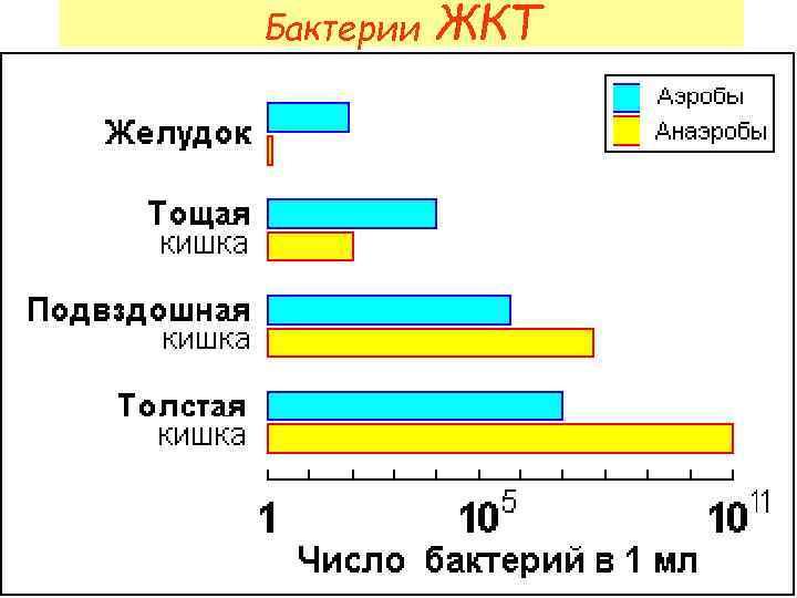 Бактерии ЖКТ 