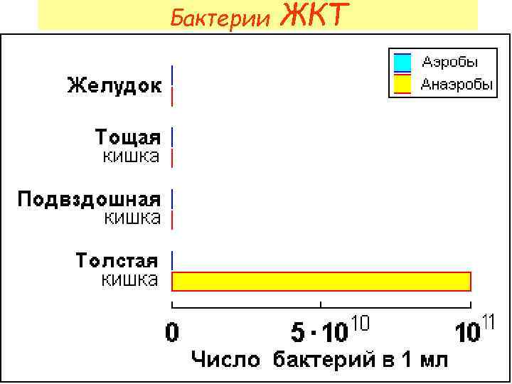 Бактерии ЖКТ 