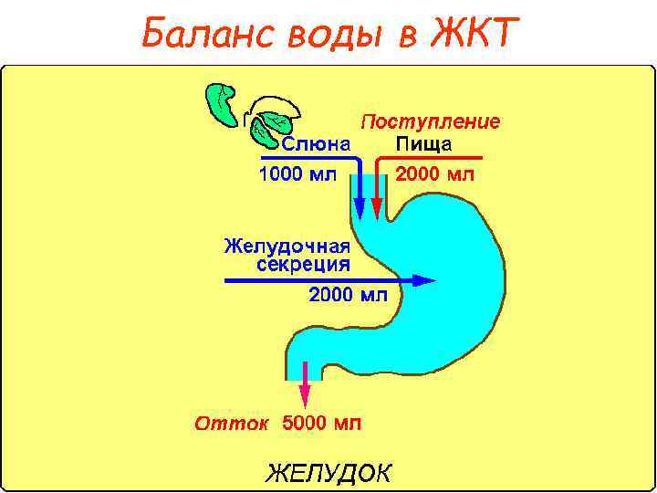Баланс воды в ЖКТ 
