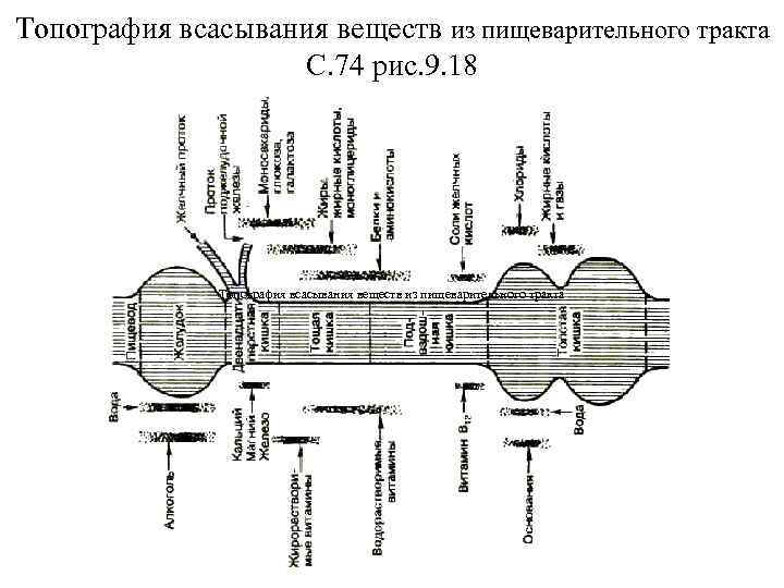 Топография всасывания веществ из пищеварительного тракта С. 74 рис. 9. 18 Топография всасывания веществ