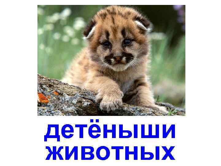 детёныши животных 