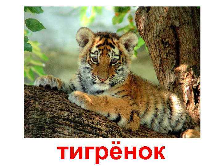 тигрёнок 