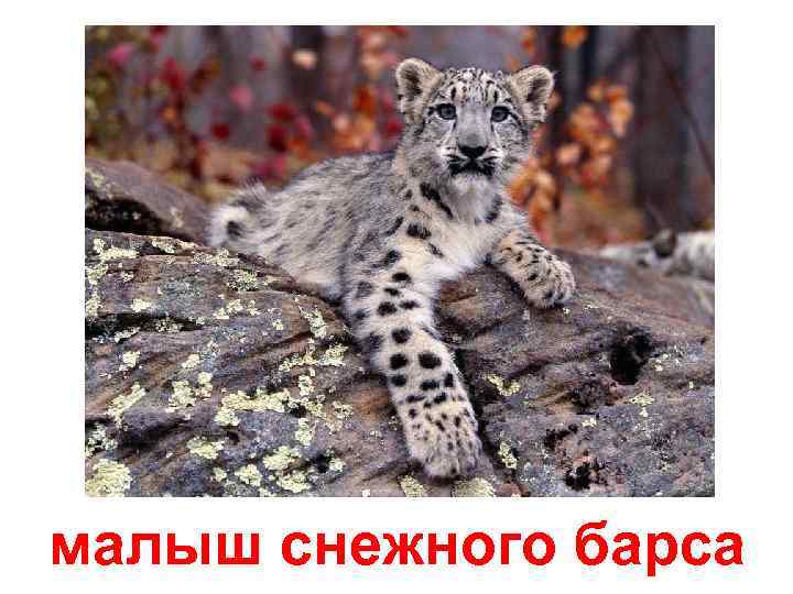 малыш снежного барса 