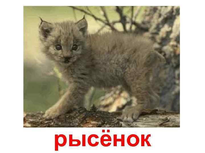 рысёнок 