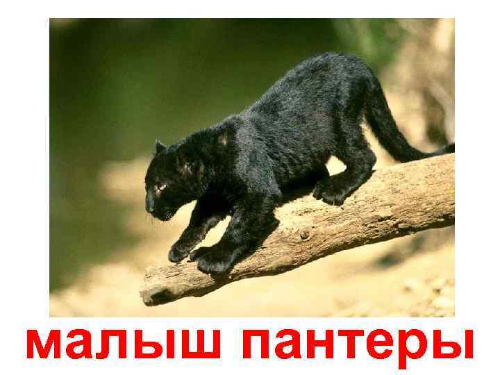 малыш пантеры 