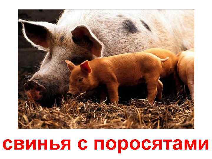 свинья с поросятами 