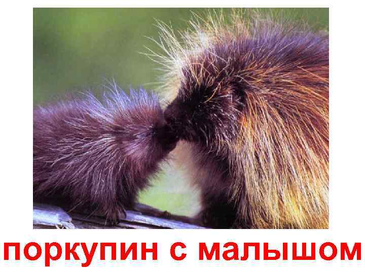 поркупин с малышом 