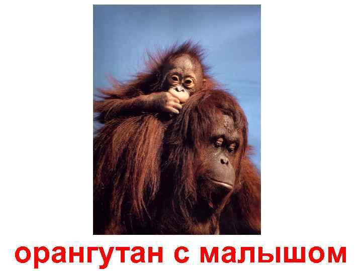 орангутан с малышом 