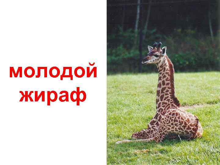 молодой жираф 
