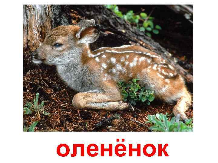 оленёнок 