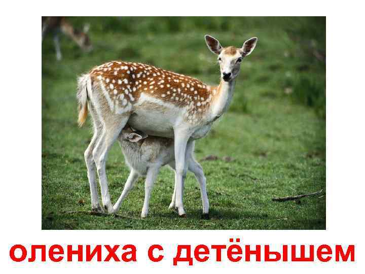 олениха с детёнышем 