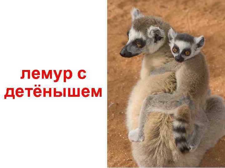лемур с детёнышем 