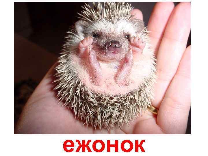 ежонок 