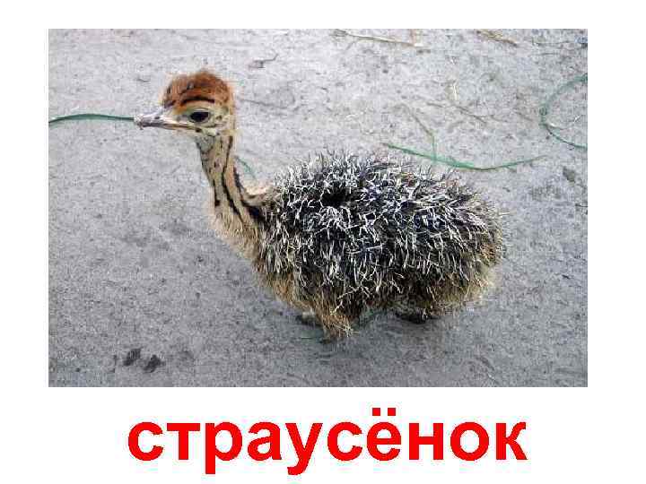 страусёнок 