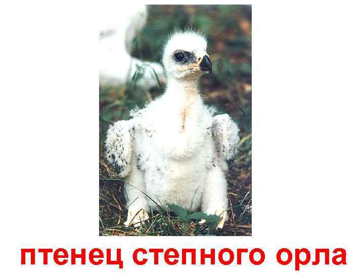 птенец степного орла 