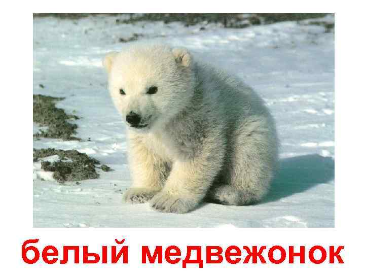 белый медвежонок 