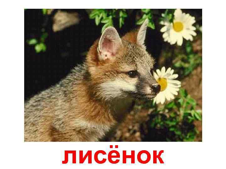 лисёнок 