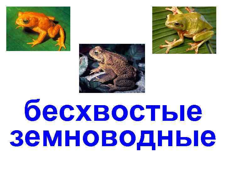 бесхвостые земноводные 