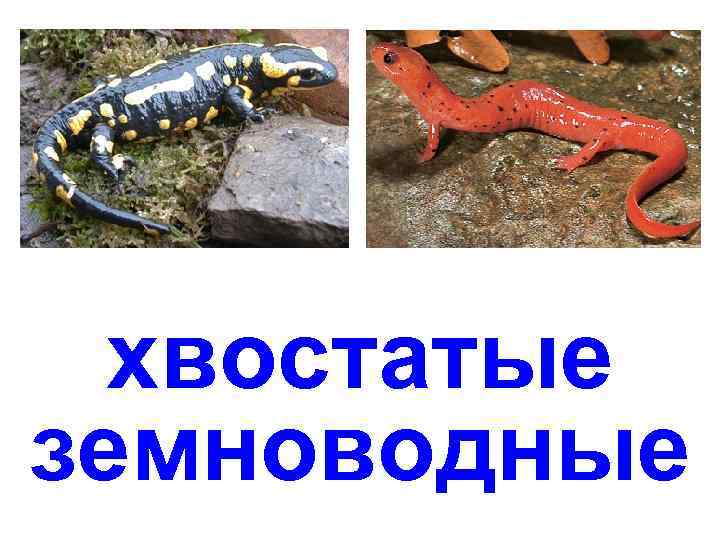 хвостатые земноводные 
