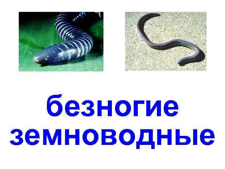 безногие земноводные 