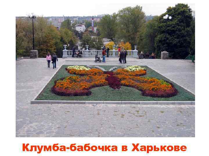 Клумба-бабочка в Харькове 