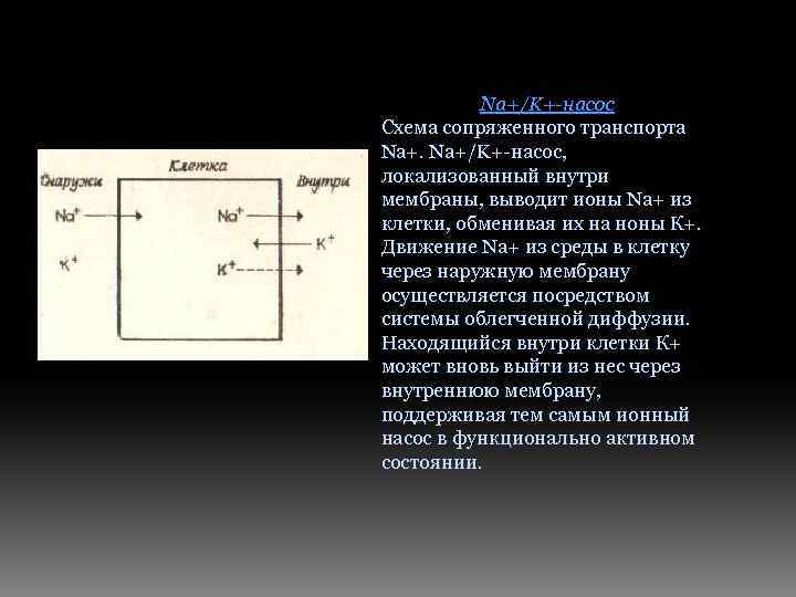 Na+/K+-нacoc Схема сопряженного транспорта Na+/K+-нacoc, локализованный внутри мембраны, выводит ионы Na+ из клетки, обменивая