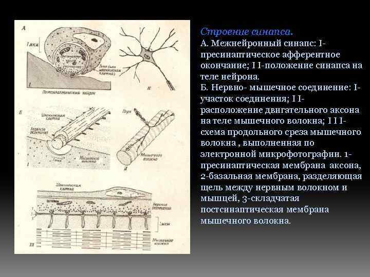Строение синапса. А. Межнейронный синапс: Ιпресинаптическое афферентное окончание; Ι Ι-положение синапса на теле нейрона.