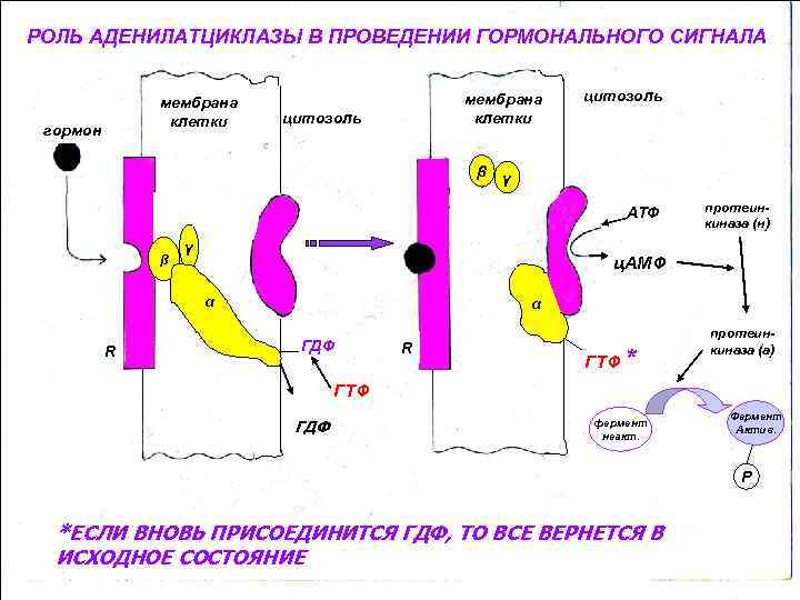 РОЛЬ АДЕНИЛАТЦИКЛАЗЫ В ПРОВЕДЕНИИ ГОРМОНАЛЬНОГО СИГНАЛА мембрана клетки гормон мембрана клетки цитозоль β цитозоль