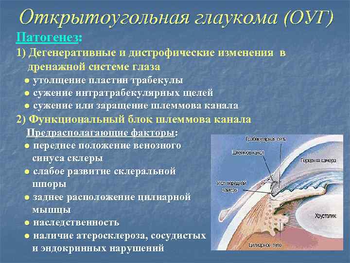 Открытоугольная глаукома (ОУГ) Патогенез: 1) Дегенеративные и дистрофические изменения в дренажной системе глаза ●
