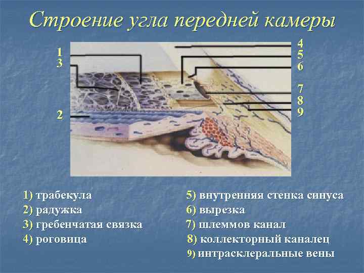 Строение угла передней камеры 1 3 4 5 6 2 7 8 9 1)