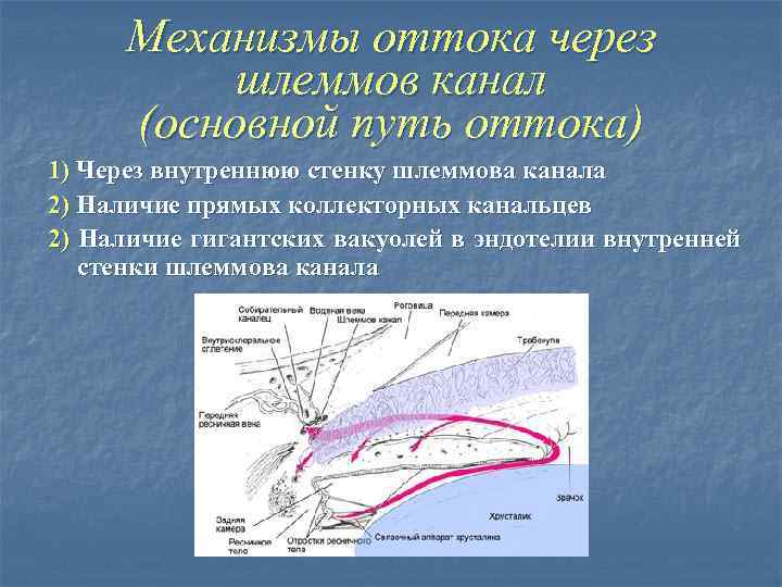 Механизмы оттока через шлеммов канал (основной путь оттока) 1) Через внутреннюю стенку шлеммова канала