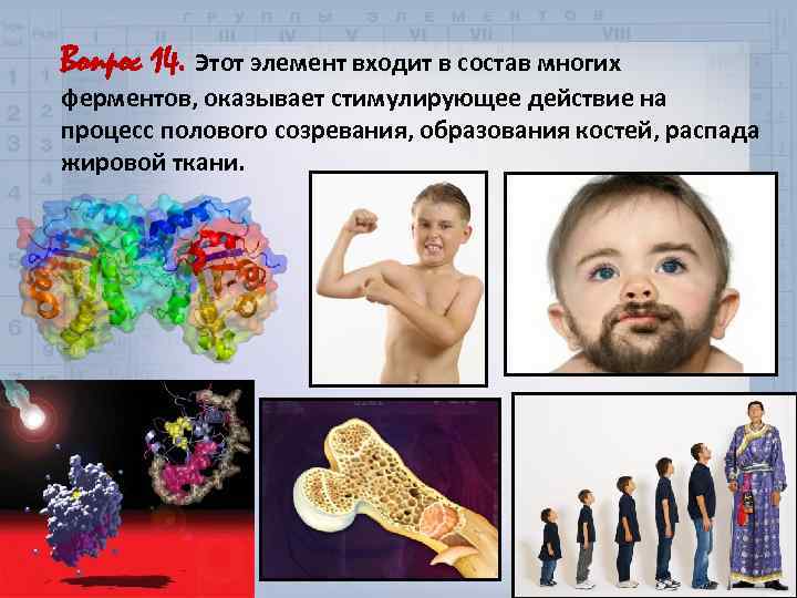 Вопрос 14. Этот элемент входит в состав многих ферментов, оказывает стимулирующее действие на процесс