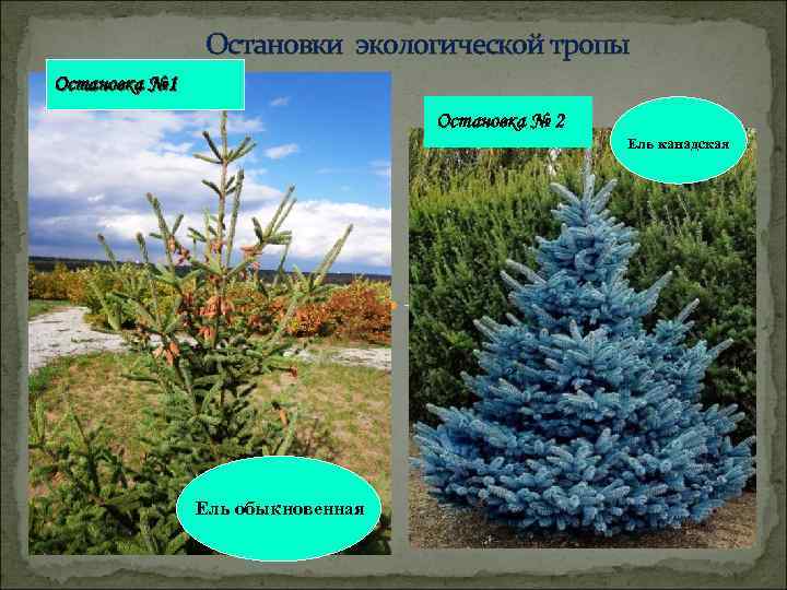 Остановки экологической тропы Остановка № 1 Остановка № 2 Ель канадская Ель обыкновенная 