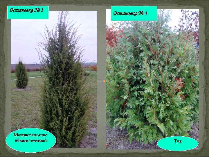 Остановка № 3 Можжевельник обыкновенный Остановка № 4 Туя 