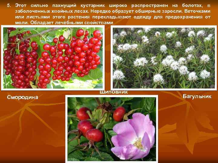 5. Этот сильно пахнущий кустарник широко распространен на болотах, в заболоченных хвойных лесах. Нередко