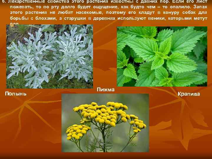 6. Лекарственные свойства этого растения известны с давних пор. Если его лист пожевать, то