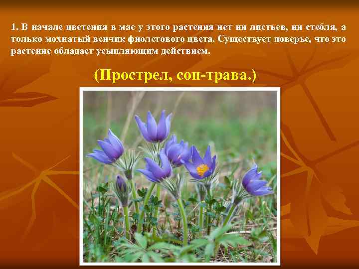 1. В начале цветения в мае у этого растения нет ни листьев, ни стебля,