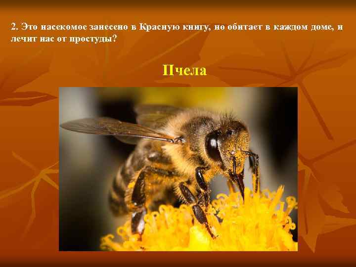 2. Это насекомое занесено в Красную книгу, но обитает в каждом доме, и лечит
