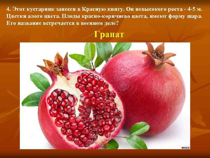 4. Этот кустарник занесен в Красную книгу. Он невысокого роста - 4 -5 м.