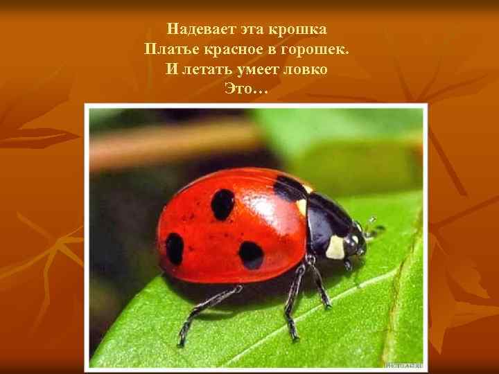 Надевает эта крошка Платье красное в горошек. И летать умеет ловко Это… 