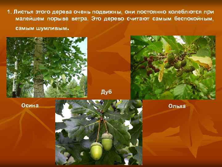 1. Листья этого дерева очень подвижны, они постоянно колеблются при малейшем порыве ветра. Это