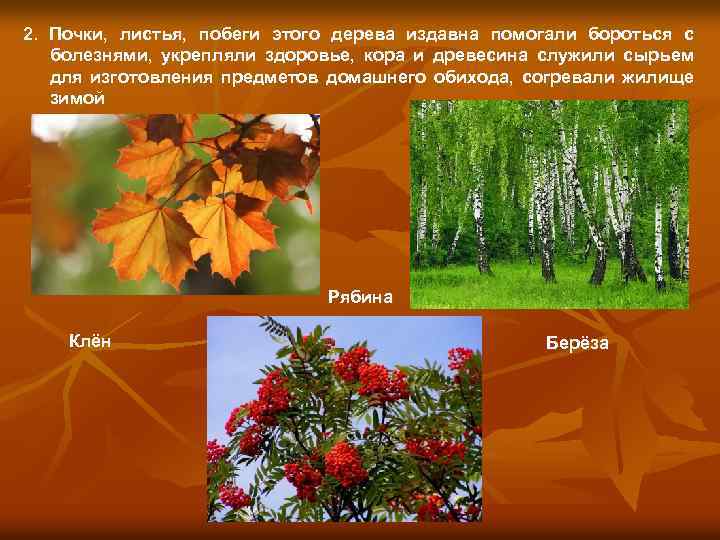 2. Почки, листья, побеги этого дерева издавна помогали бороться с болезнями, укрепляли здоровье, кора