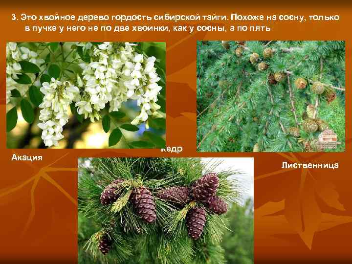 3. Это хвойное дерево гордость сибирской тайги. Похоже на сосну, только в пучке у