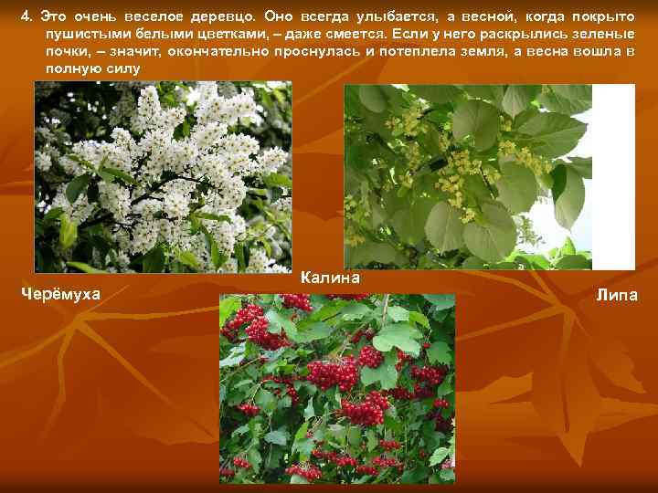 4. Это очень веселое деревцо. Оно всегда улыбается, а весной, когда покрыто пушистыми белыми