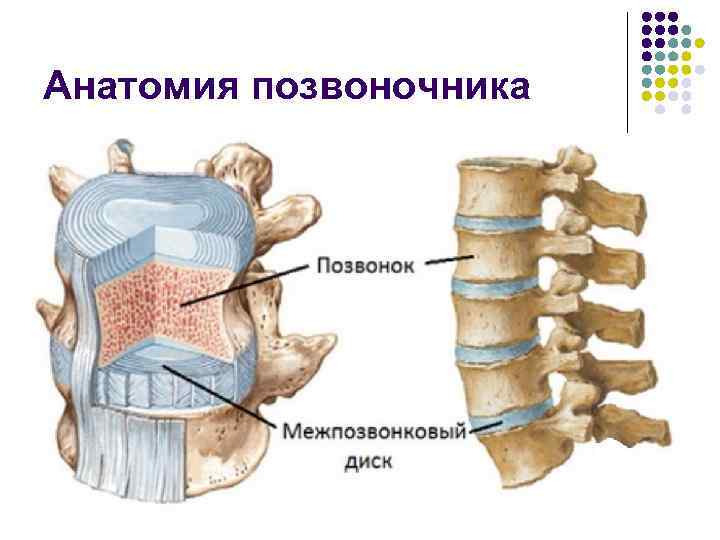 Анатомия позвоночника 