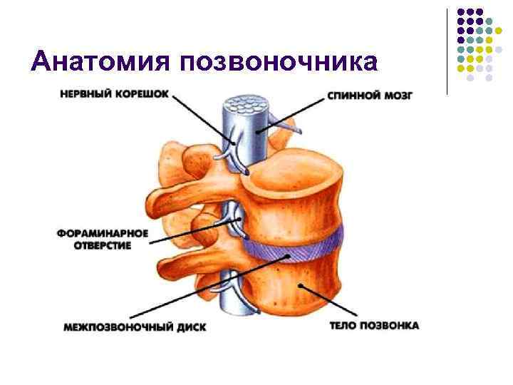 Анатомия позвоночника 