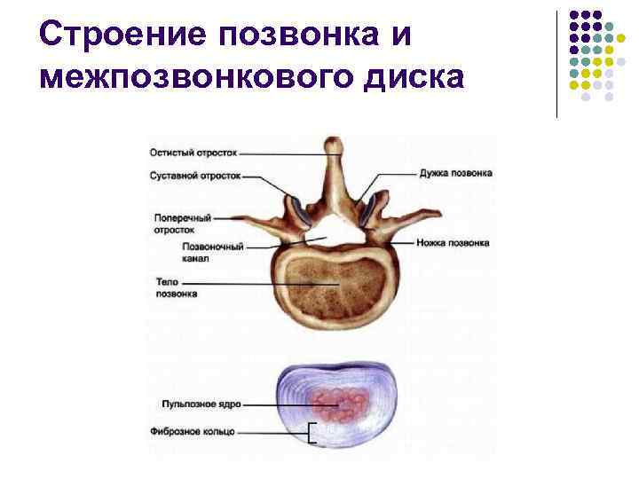Строение позвонка и межпозвонкового диска 