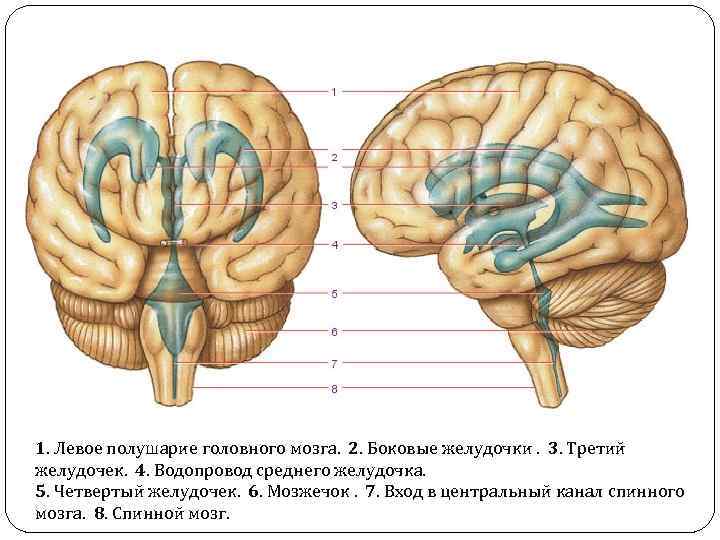 1. Левое полушарие головного мозга. 2. Боковые желудочки. 3. Третий желудочек. 4. Водопровод среднего